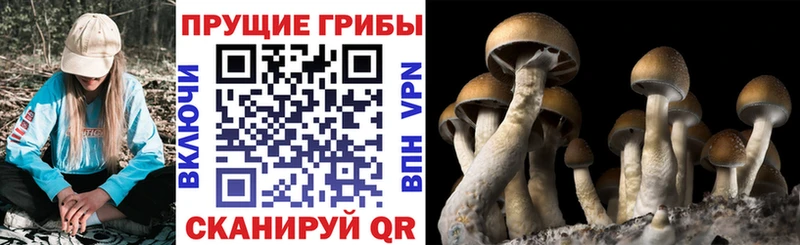Псилоцибиновые грибы ЛСД  Новоалтайск 